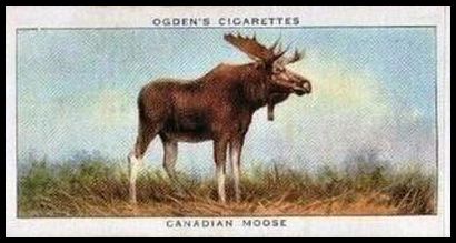 28 Canadian Moose